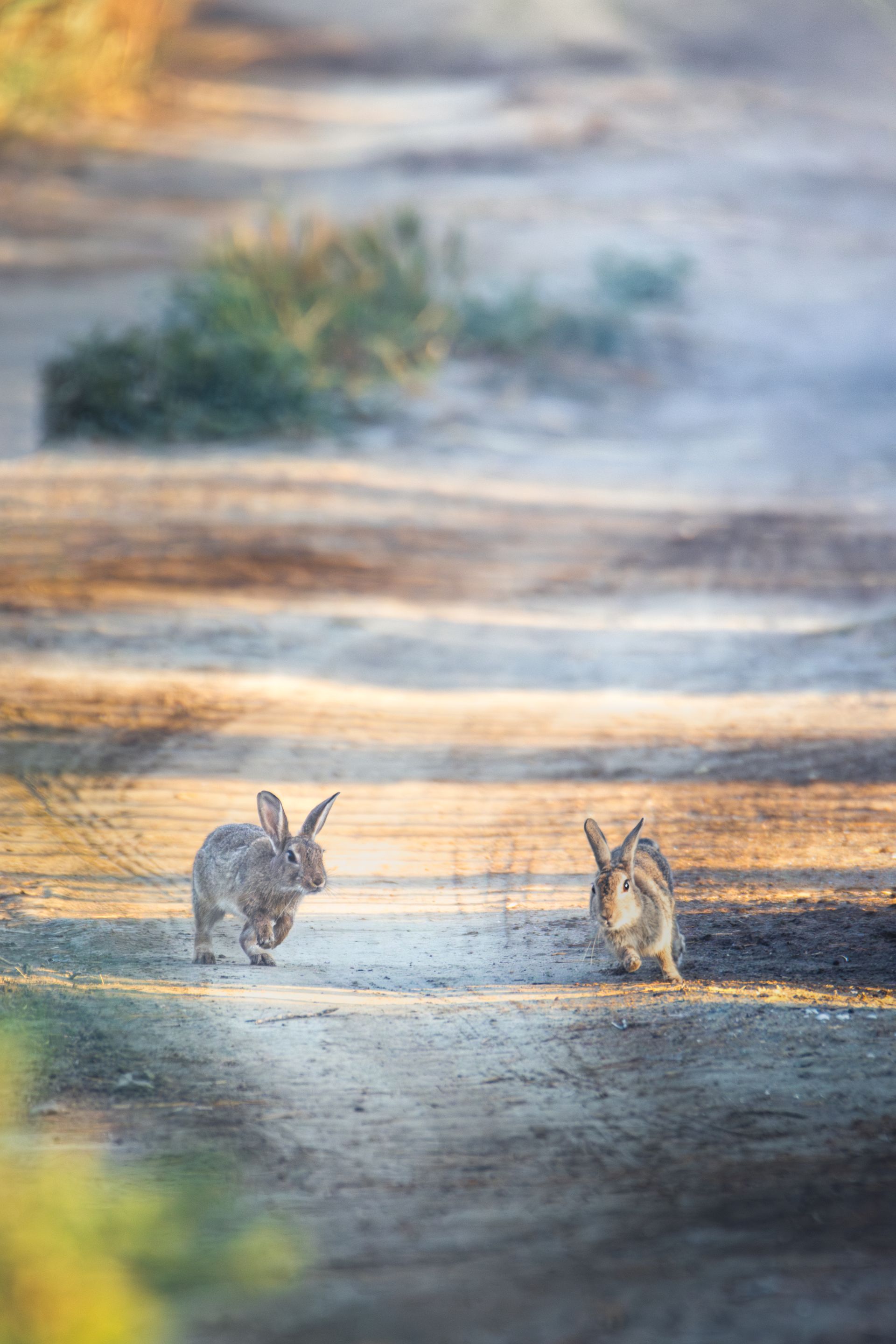 Kaninchen in der Camargue